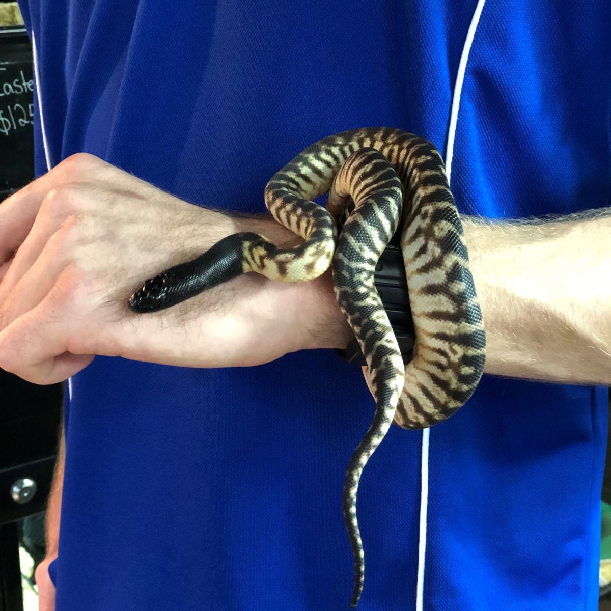 Find Reptiles for Sale Queensland Pet City